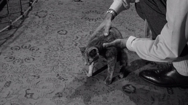 Step Down to Terror - Johnny Charles Drake holding gray cat with bandaged leg