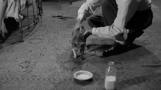 Step Down to Terror - Johnny Charles Drake holding gray cat with bandaged leg
