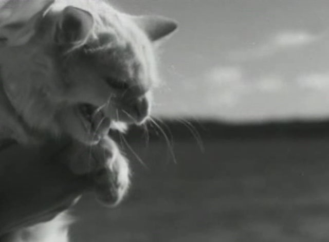 En stilla flirt - hissing white cat Murre