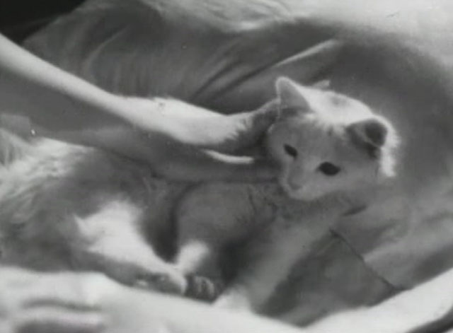 En stilla flirt - white cat Murre lying on bed