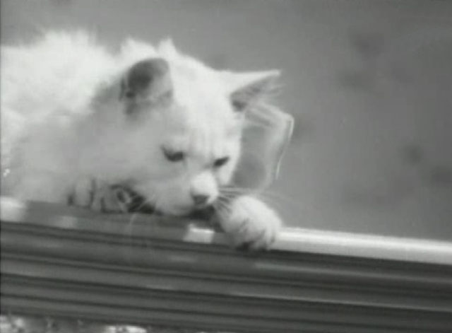 En stilla flirt - white cat Murre on top of wardrobe