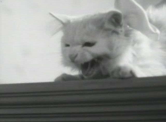 En stilla flirt - white cat Murre hissing on top of wardrobe