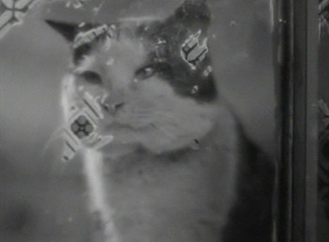 St. Martin's Lane - black and white cat at window
