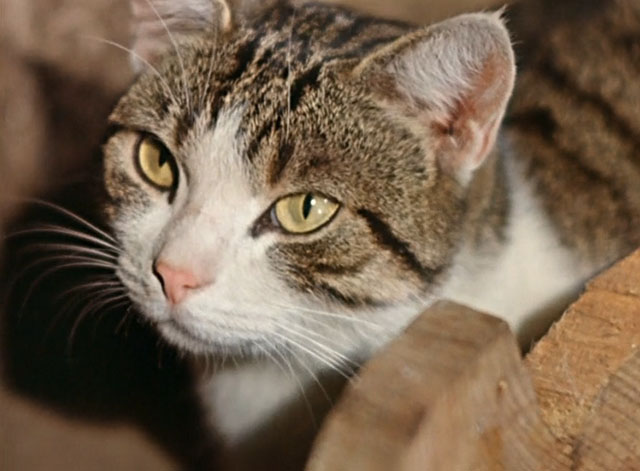 Die Geschichte vom kleinen Muck - The Story of Little Mook - close up of tabby and white cat