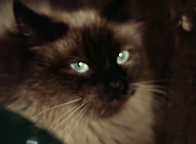 Die Geschichte vom kleinen Muck - The Story of Little Mook - close up of longhair seal point cat