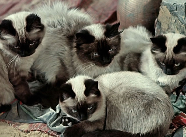 Die Geschichte vom kleinen Muck - The Story of Little Mook - four seal point longhair cats