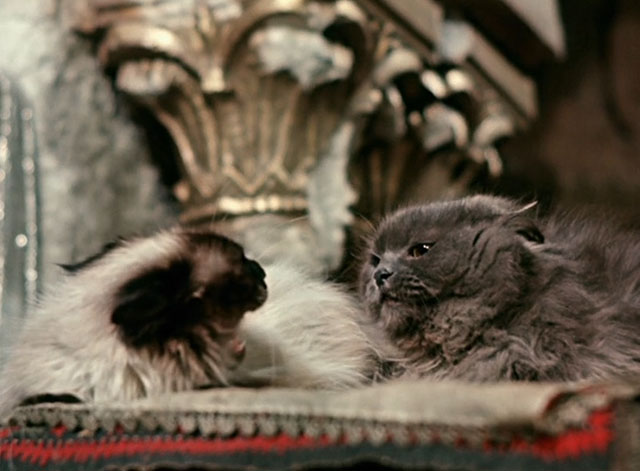 Die Geschichte vom kleinen Muck - The Story of Little Mook - angry longhair seal point cat yowling at gray cat