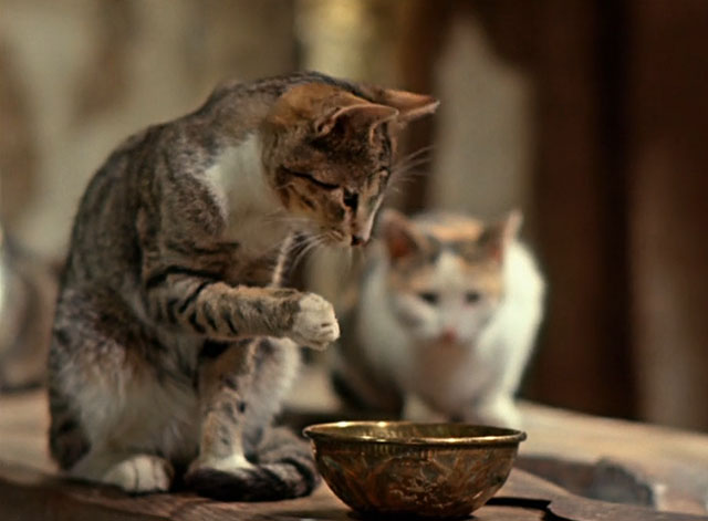 Die Geschichte vom kleinen Muck - The Story of Little Mook - calico with tabby and white cat