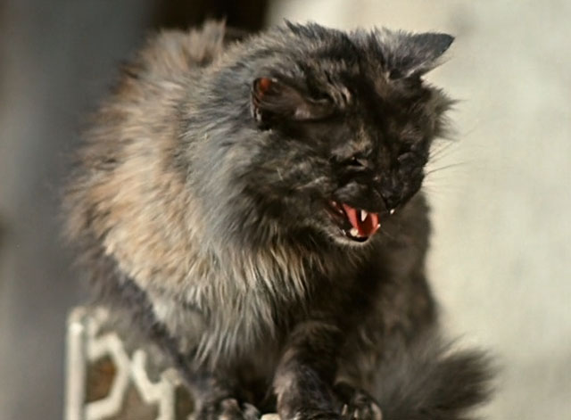 Die Geschichte vom kleinen Muck - The Story of Little Mook - mottled longhair tortoiseshell cat Ibrahim meowing