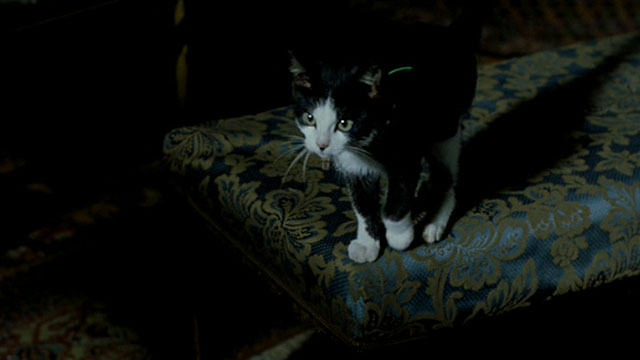 Histoire de Marie et Julien - The Story of Marie and Julien - tuxedo cat Nevermore Gaspard