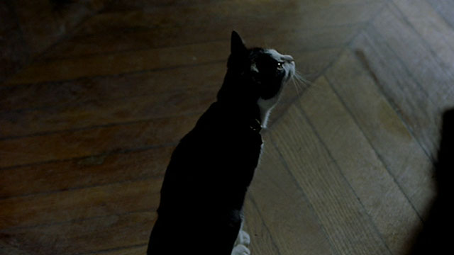 Histoire de Marie et Julien - The Story of Marie and Julien - tuxedo cat Nevermore Gaspard sitting on floor