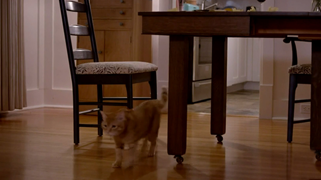 The Story of Us - ginger tabby cat Eliot running past table
