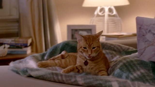The Story of Us - ginger tabby cat Eliot lying on blanket