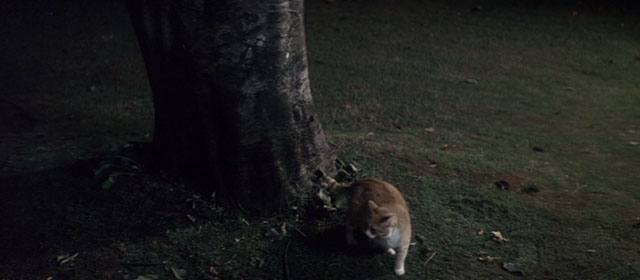 Strange Behavior - Dead Kids - ginger and white tabby cat on ground beneath tree