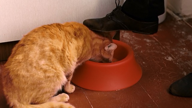 The Strange Little Cat - orange tabby cat Kasimir eating from bowl with human foot over head