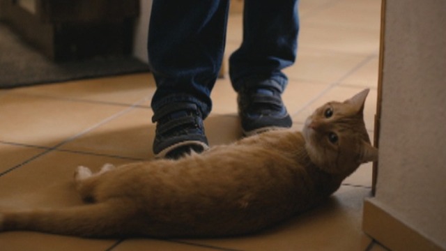 The Strange Little Cat - orange tabby cat Kasimir lying on floor