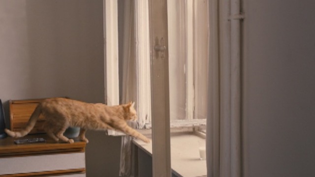 The Strange Little Cat - orange tabby cat Kasimir moving toward windowsill