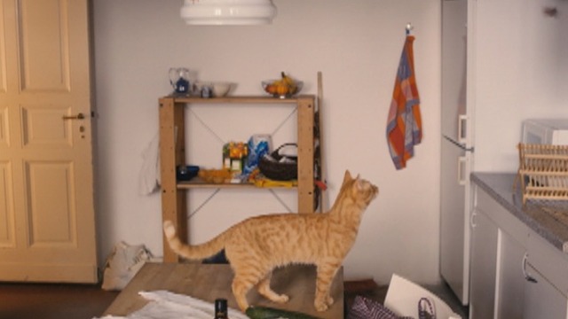 The Strange Little Cat - orange tabby cat Kasimir standing on table
