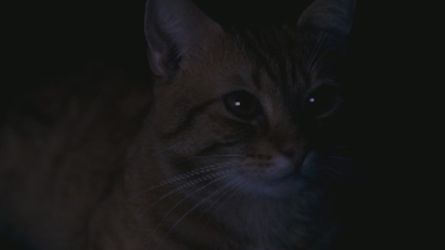 The Strange Little Cat - orange tabby cat Kasimir close up with eyes glowing in dark