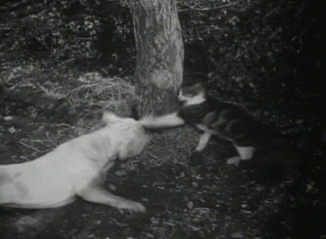 The Strawberry Blonde - Tessie white and tabby cat swiping at Butch bulldog