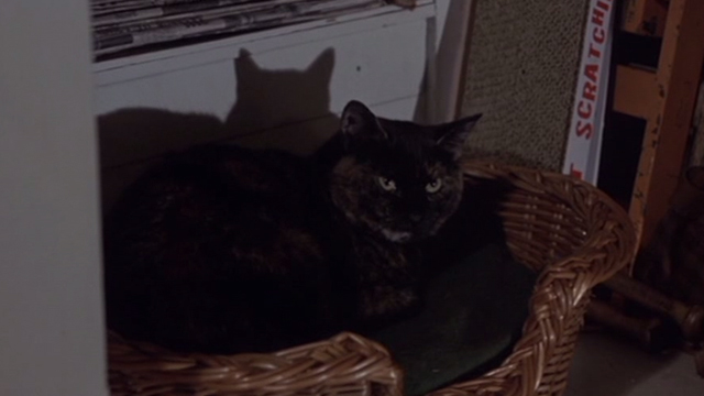 Straw Dogs - tortoiseshell cat Kitty in basket in wardrobe