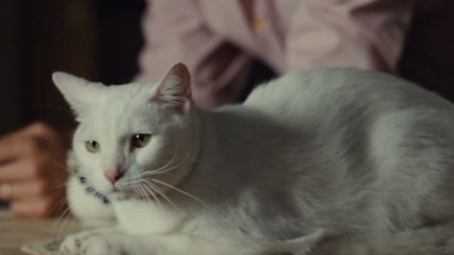 Straw Dogs 2011 - white cat Flutie sitting on counter
