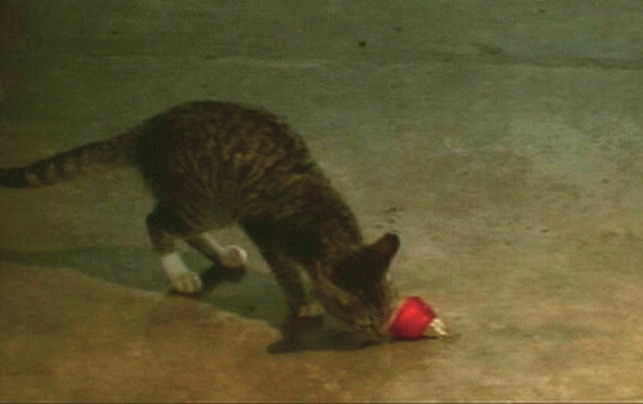 Mga Pusang Gala - kitten with toy