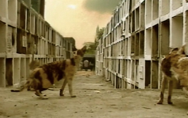 Mga Pusang Gala strays