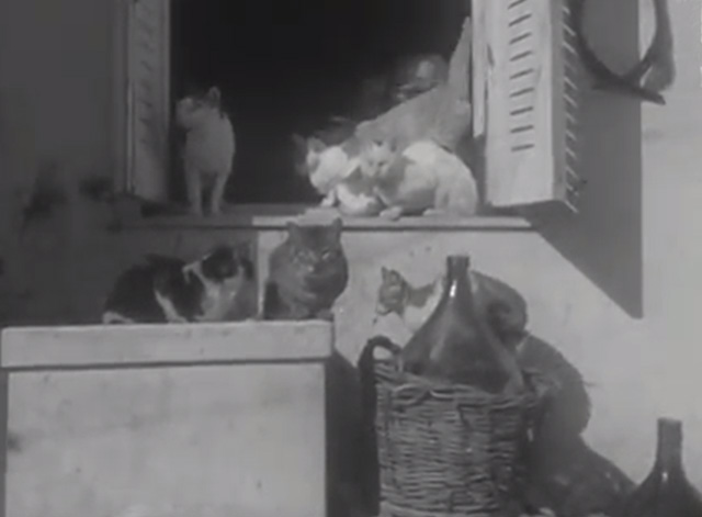 Stray Cat Village Off Naples cats sitting around windowsill
