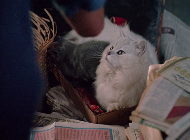 Strays - longhair white cat S.H. III in basket with blue British shorthair kitten