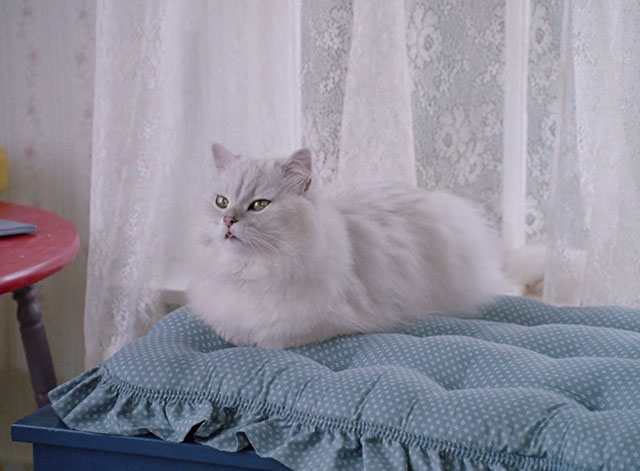 Strays - longhair white cat S.H. III