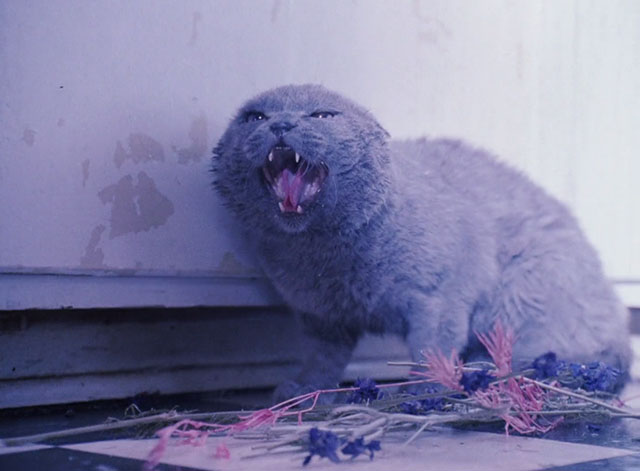 Strays - blue British shorthair cat Monty hissing