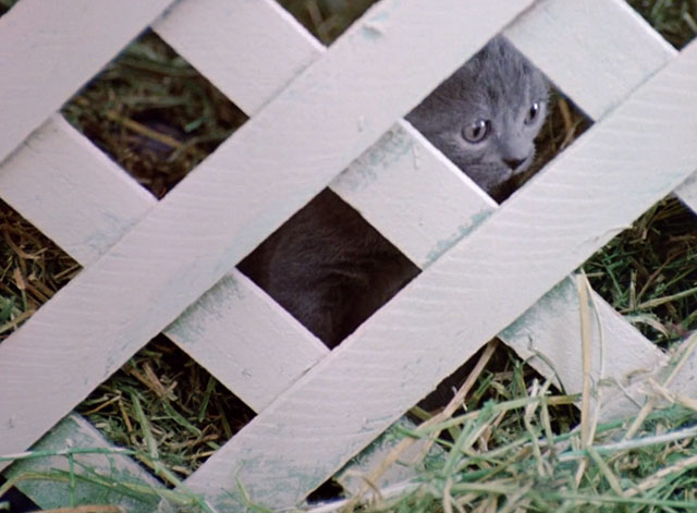 Strays - blue British shorthair kitten looking out between slats under porch