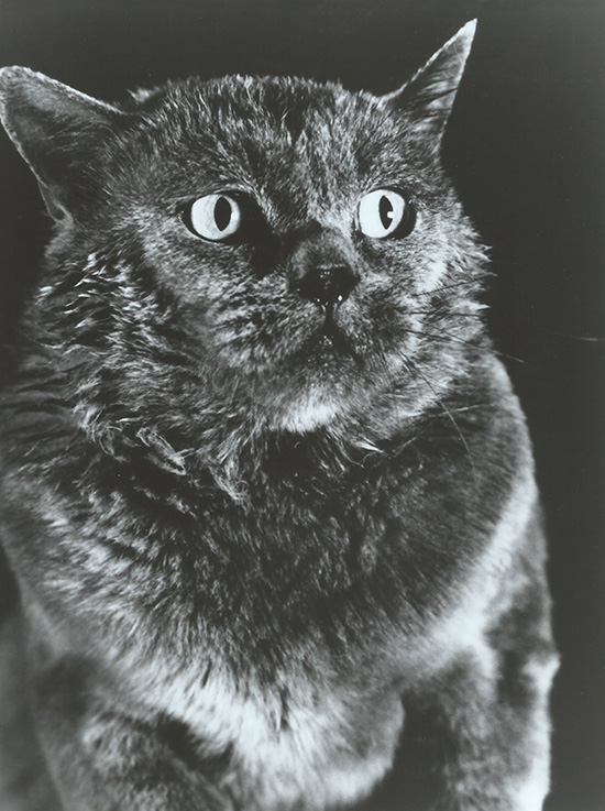 Strays - publicity photo of blue British shorthair cat actor Monty
