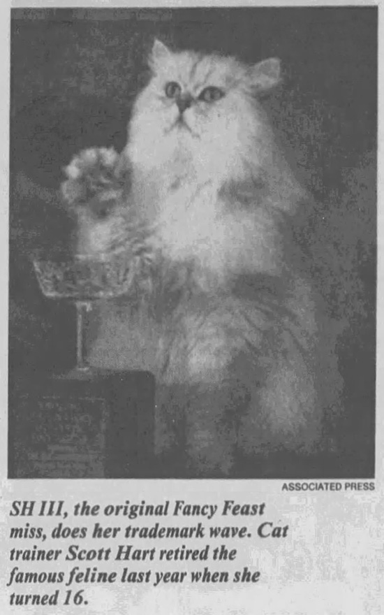 Strays - newspaper photo of S.H. III white longhair Angora cat from Fancy Feast commercials