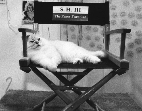 Strays - photo of S.H. III white longhair Angora cat from Fancy Feast commercials