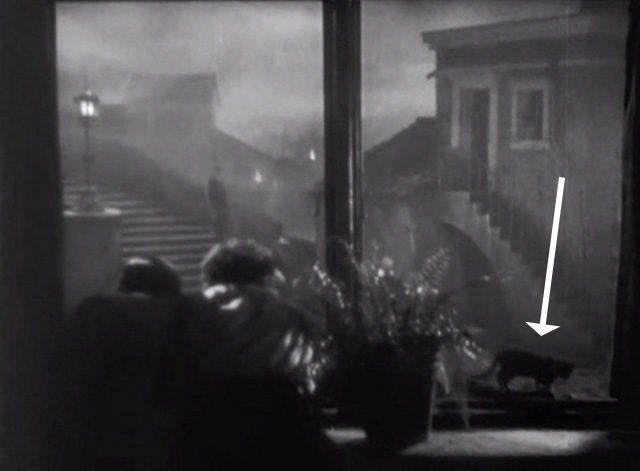 Street Angel - black cat on tiled roof outside window