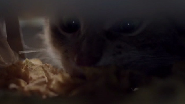 A Street Cat Named Bob - orange tabby Bob eating cornflakes