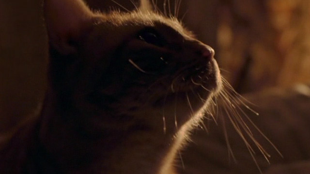 A Street Cat Named Bob - orange tabby Bob close up