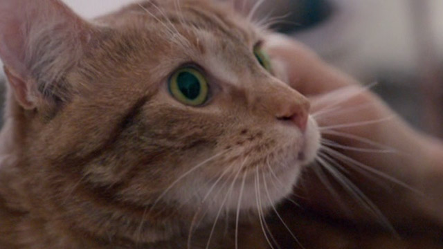 A Street Cat Named Bob - orange tabby Bob extreme close up