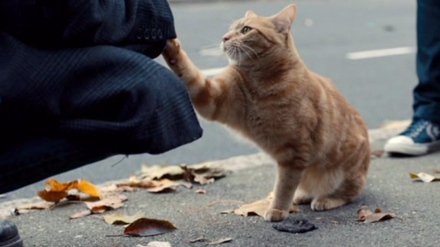 A Street Cat Named Bob - orange tabby Bob on sidewalk