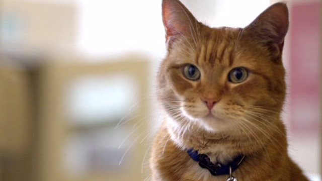A Street Cat Named Bob - close up of orange tabby Bob