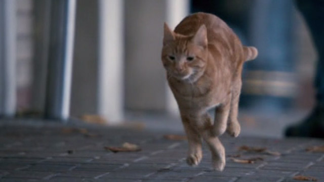 A Street Cat Named Bob - orange tabby Bob running down sidewalk