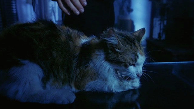 Streets - longhair calico cat preening on table