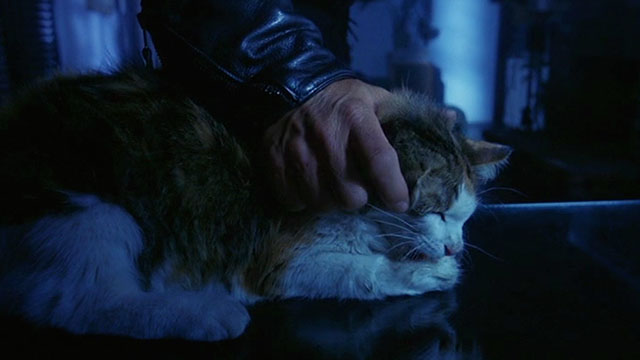 Streets - longhair calico cat being petted on head