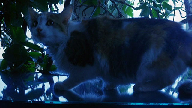 Streets - longhair calico cat looking nervous