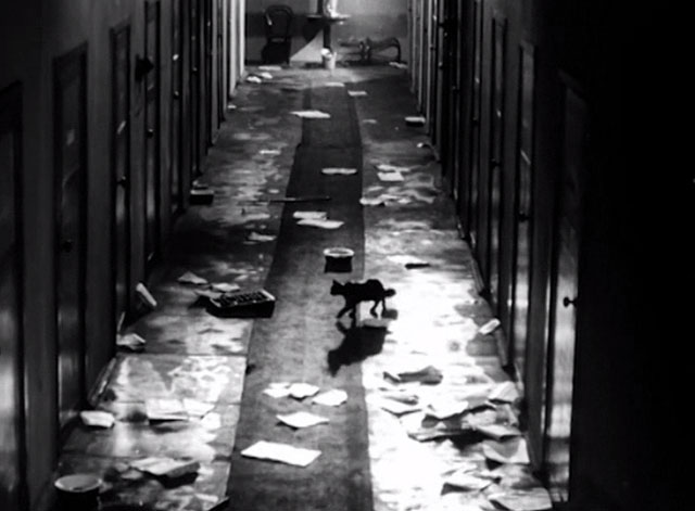 Strike - black cat walking down abandoned hallway