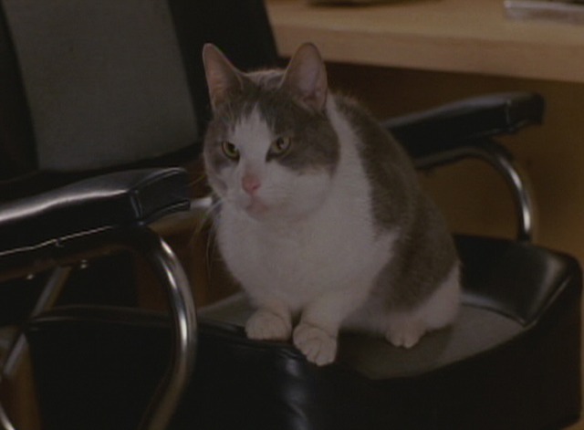 Striking Distance - Bob the cat sitting on chair