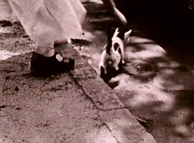 Struggle for Individuality Children Grow Up - Margaret reaching for white kitten with black markings next to curb