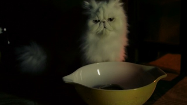 St. Vincent - white Persian cat Felix with bowl